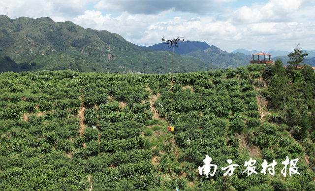 无人机穿梭在山间果园，运输三华李