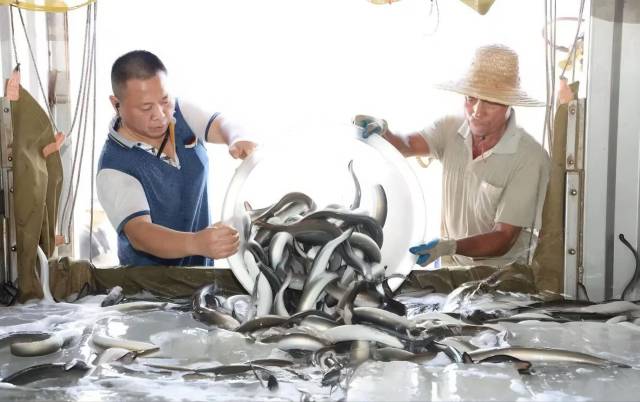 当地特色水产，新鲜入库。图源：台山发布